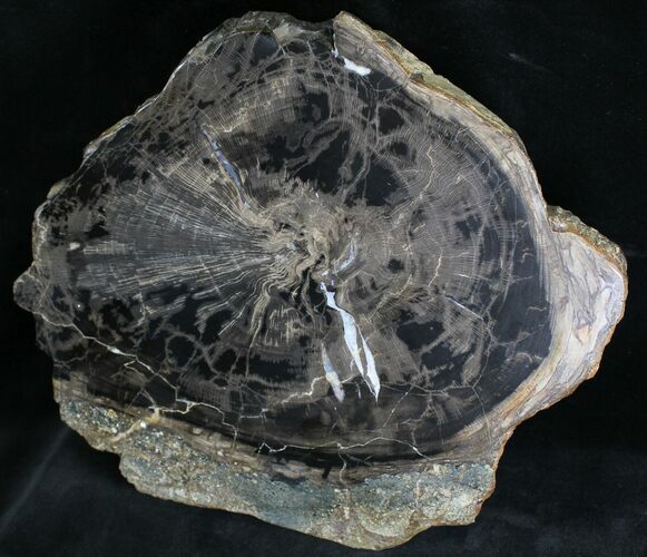 Petrified Wood (Sycamore) End Cut - Sweethome, Oregon #28261